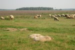 De Kloecke